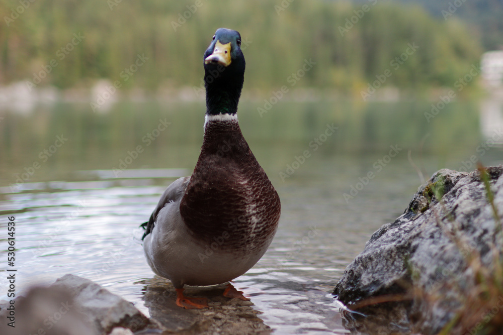 Duck in a Lake facing the camera