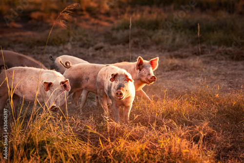 Obraz na plátně A group of pink pigs on a field in warm light of sunrise on a farm in Northern T