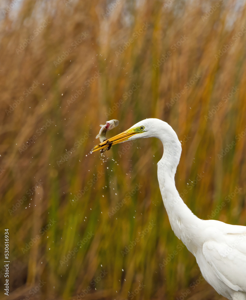 Fototapeta premium Great egret (Ardea alba) with small northern pike in it's peak closeup.