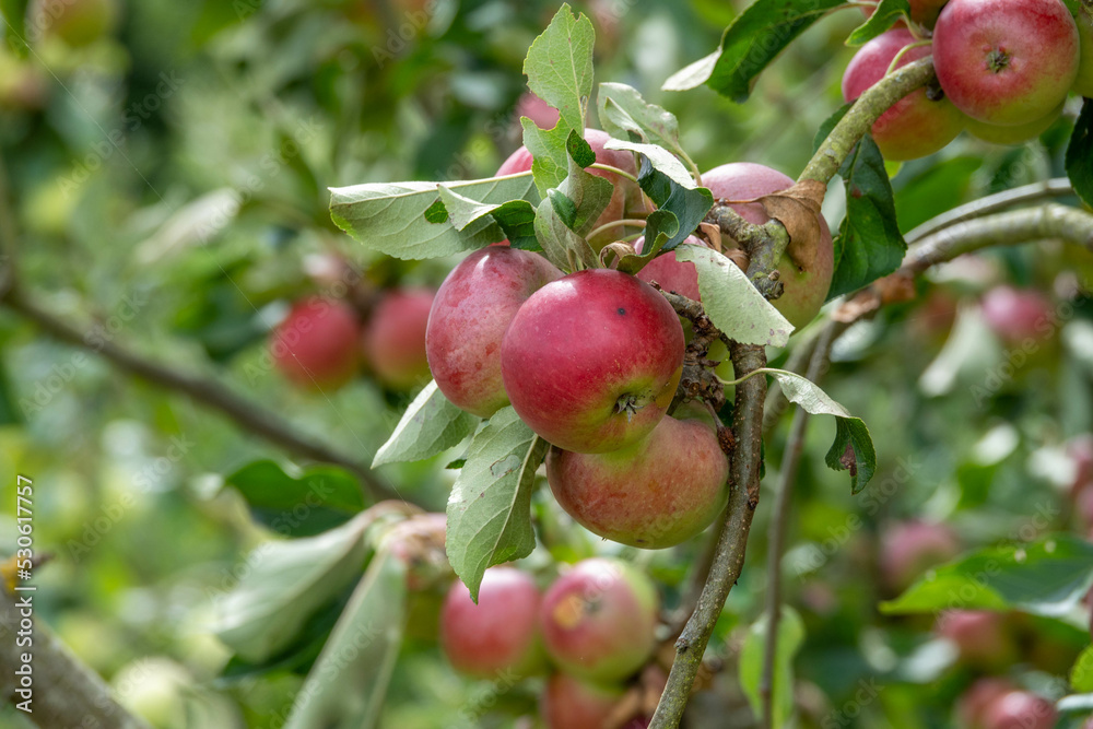 Malus domestica borkh rosy red apples growing on a tree Malus domestica borkh rosy red apples growing on a tree