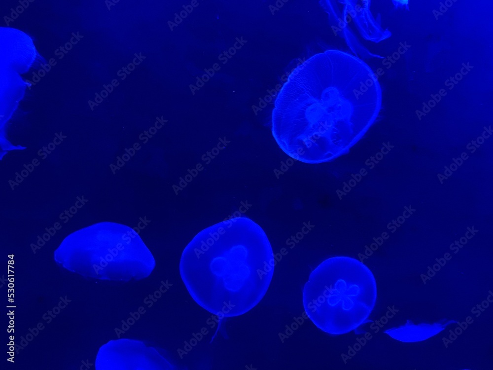 jellyfish in blue water
