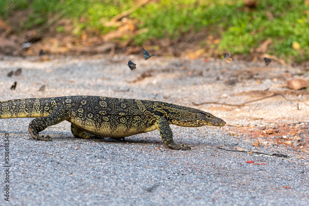 monitor lizard looking for prey monitor lizard looking for prey