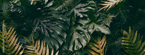 Tropical leaves  dark jungle design background