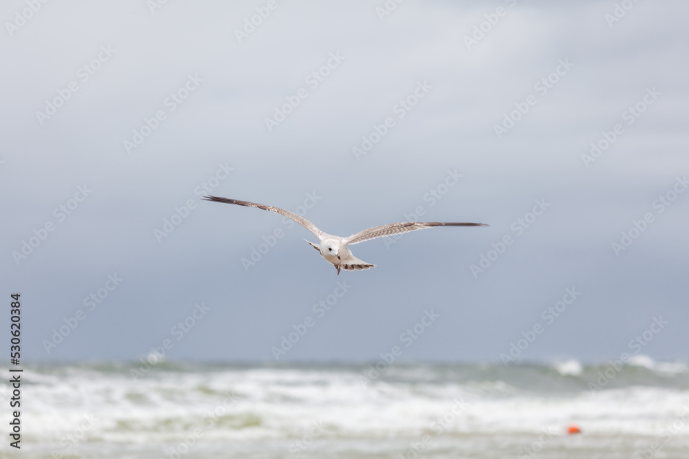 Seagull in the natural environment on the Baltic Sea. Seagull in the natural environment on the Baltic Sea.