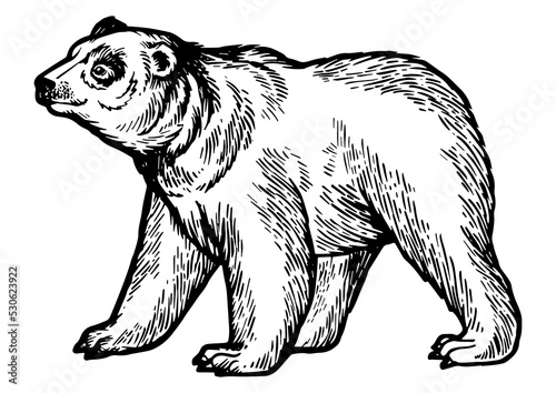 Bear goes on four legs sketch engraving PNG illustration with transparent background