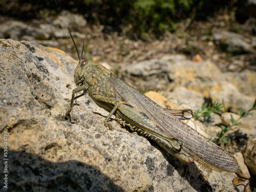 An Egyptian Locust (Anacridium aegyptium) sitting on a stone An Egyptian Locust (Anacridium aegyptium) sitting on a stone