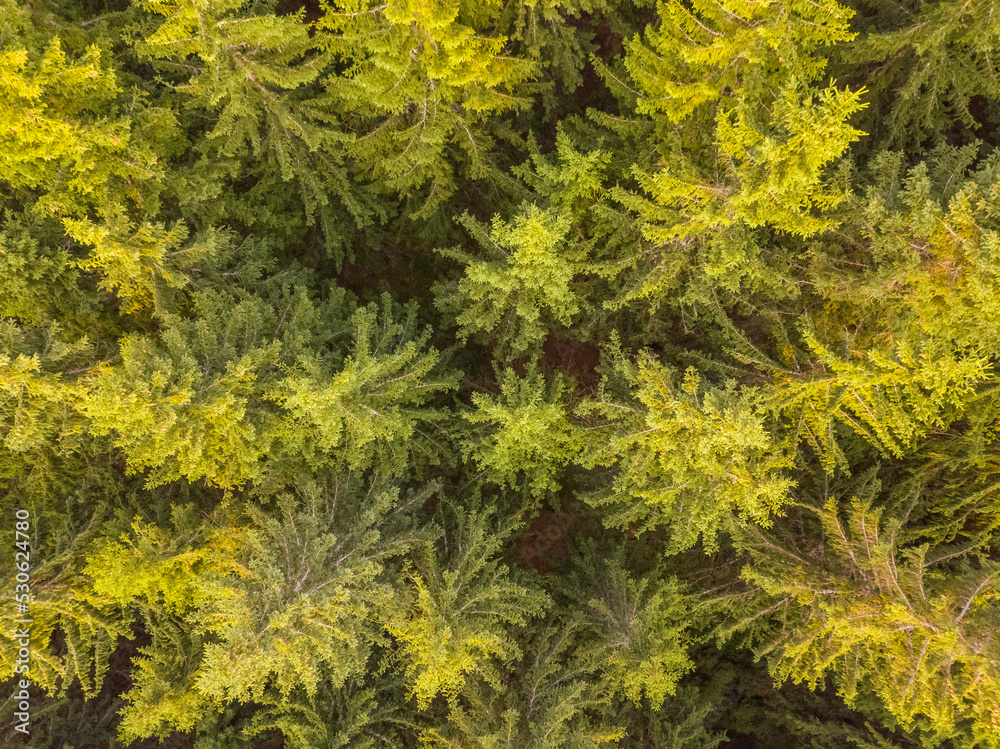 Fototapeta premium Summer Day and Spruce Forest. Aerial View Flat Lay
