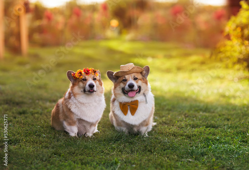 Canvas Print two cute corgi dogs a boy and a girl sit side by side in a sunny meadow