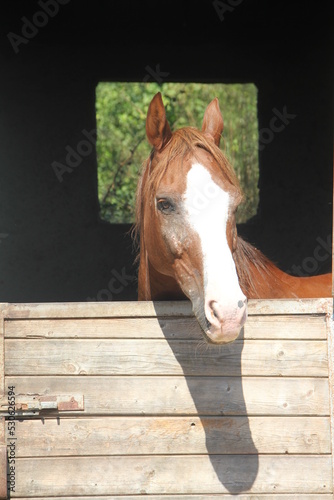 Cavallo 