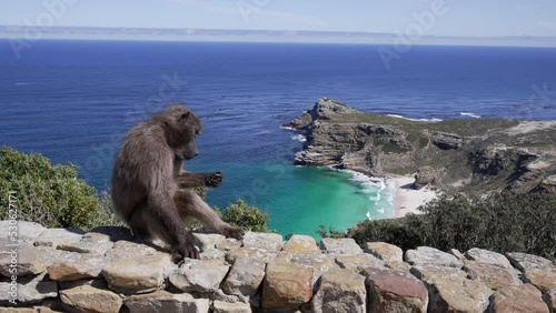 A baboon sitting on a rock wall grooms itself with a stunning background of the ocean and waves breaking on the jagged rocks and sandy white Diaz beach below at Cape Point, Western Cape.