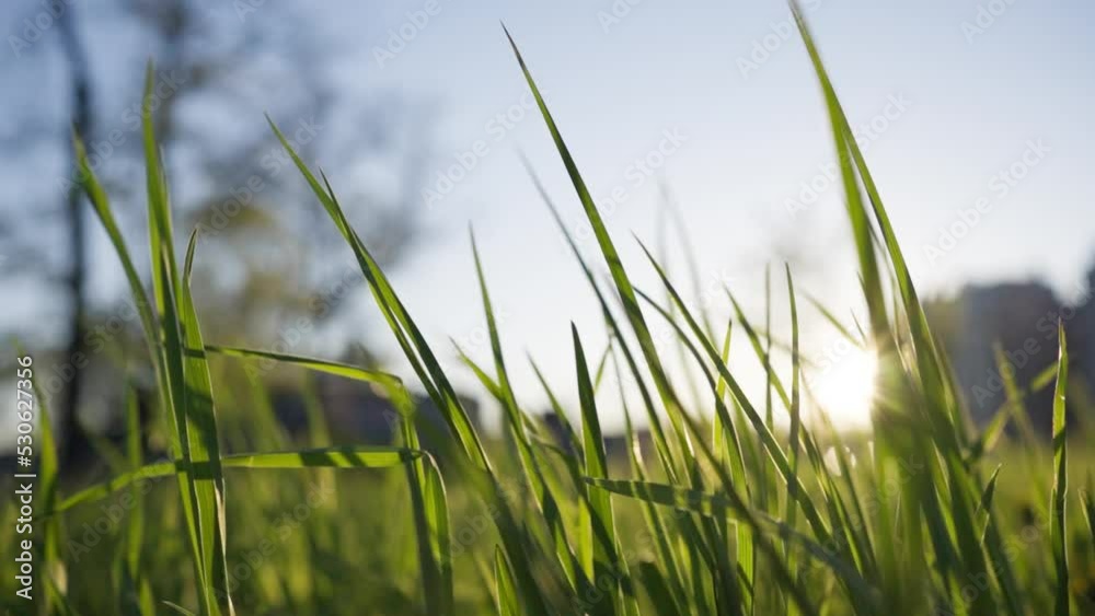 Bright sunlight breaks through lush grass waving in wind Bright sunlight breaks through lush grass waving in wind