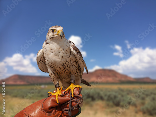 Peregrine Falcon (Falco Peregrinus) sitting on the arm with leather glove of a falconic expert with blue sky and rock mountain background. . photo