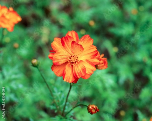 Selective focus of an orange kosmeya flower blooming in the garden under a sunlight photo