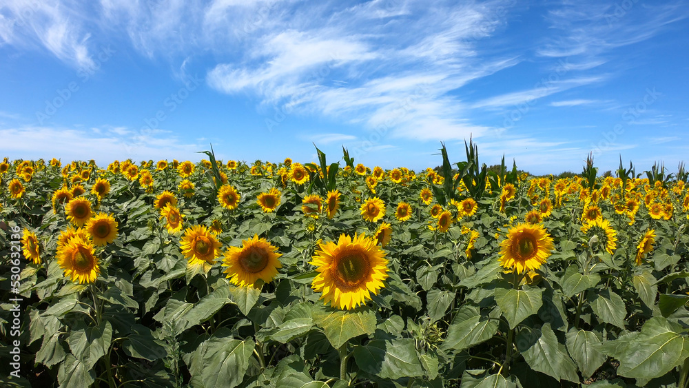 Obraz premium Large yellow sunflowers bloomed on a farm field in summer at Carreco, Viana do Castelo, Portugal. Agricultural industry, production of sunflower oil and honey.