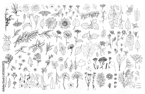 A large set of medicinal edible plants, leaf flowers and berries in sketch style. collection of isolated black contour butterflies daisies, sunflowers, cherry clover, etc