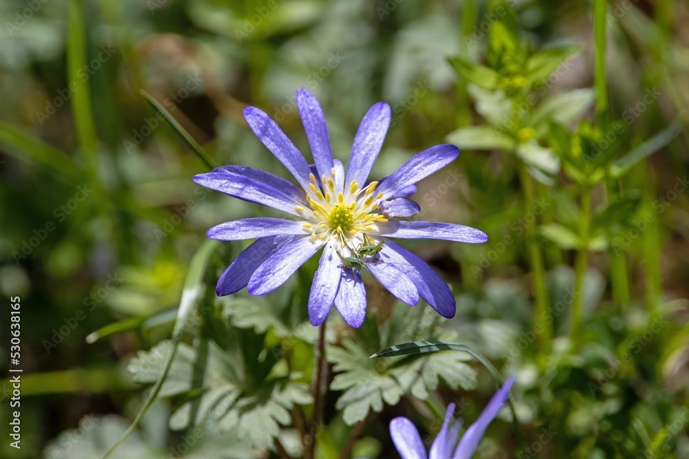 Broad leaved anemone, Anemone hortensis