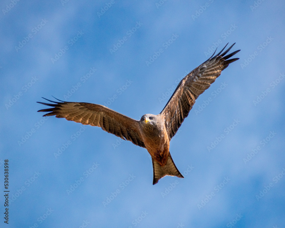 Fototapeta premium eagle in flight