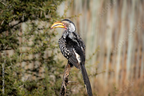 yellow billed hornbill