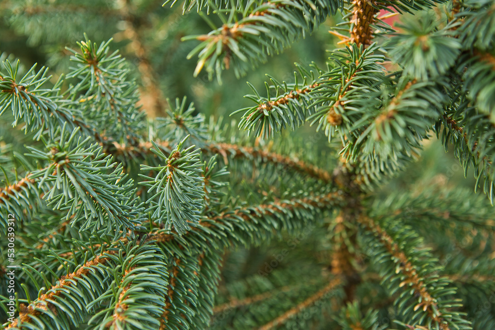 conifer or fir-tree in the forest