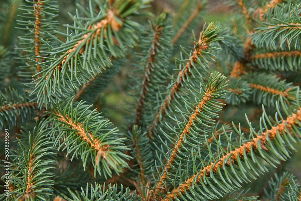 conifer or fir-tree in the forest conifer or fir-tree in the forest
