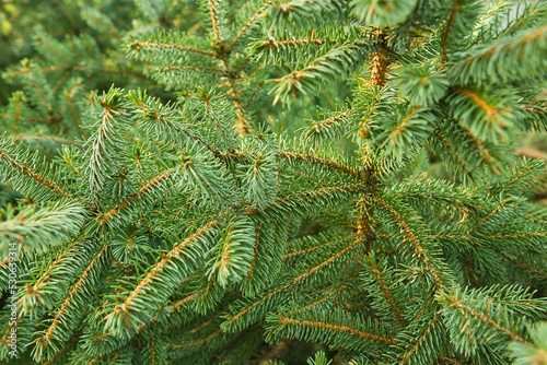 conifer or fir-tree in the forest