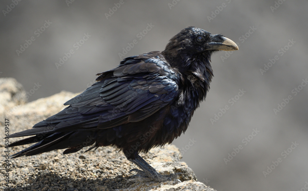 Fototapeta premium Close-up of Canary Crow in Caldera Blanca