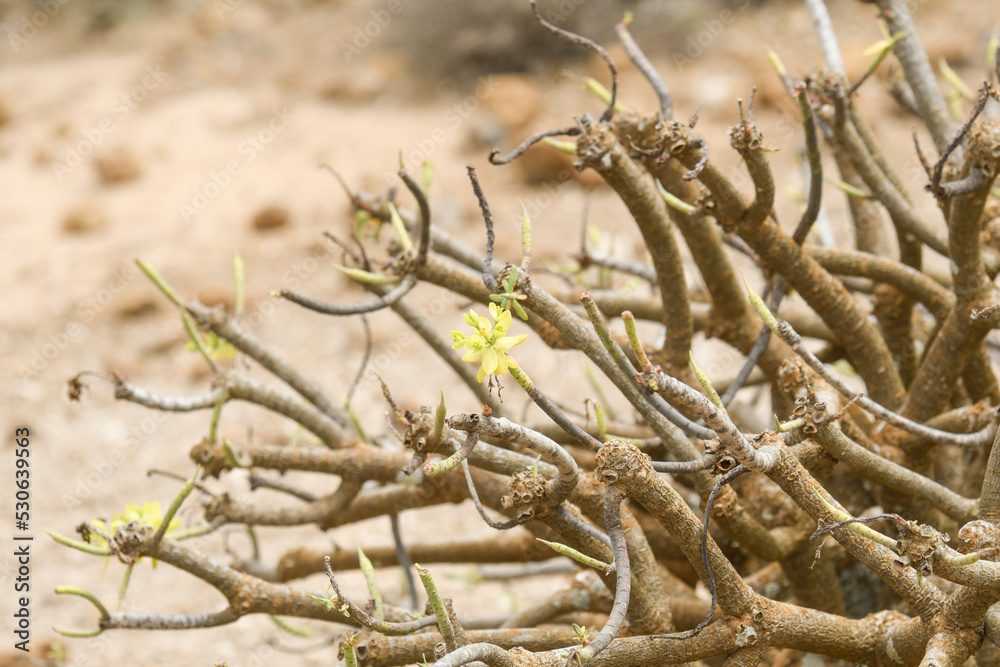 Fototapeta premium Close-up of the branches of the Canarian tabaiba
