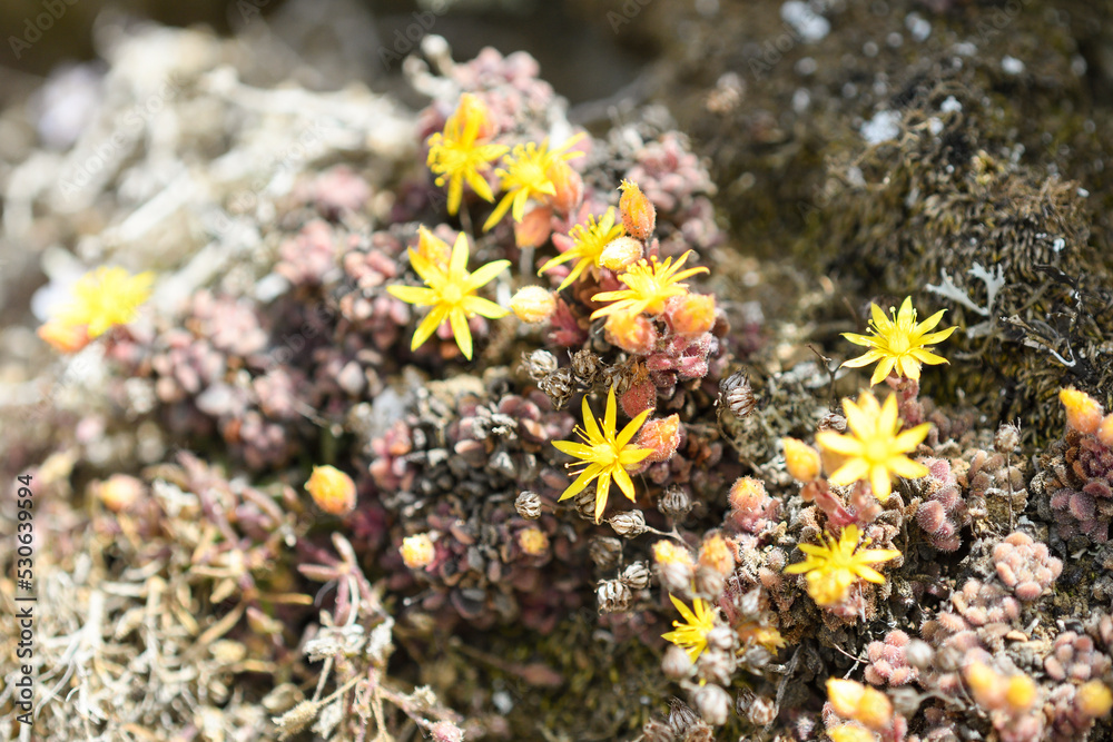 Close up of Aichryson tortuosum in flower