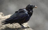 Close-up of Canary Crow in Caldera Blanca