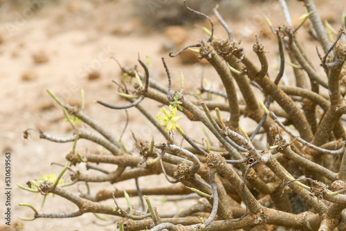 Close-up of the branches of the Canarian tabaiba photo