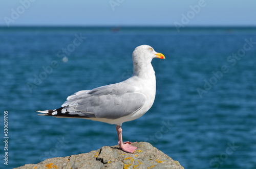 Goéland argenté en Normandie.