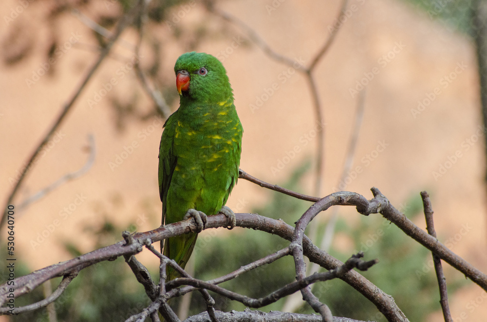 green parrot sitting on a branch in Prague ZOO