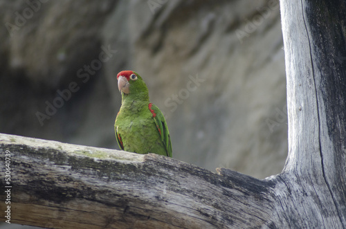 green parrot with red head sitting on a branch in Prague ZOO