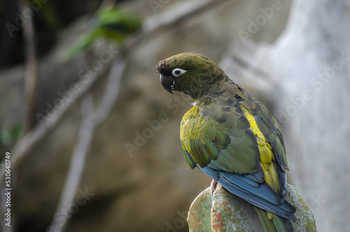 colored yellow, blue, green, brown parrot in Prague ZOO