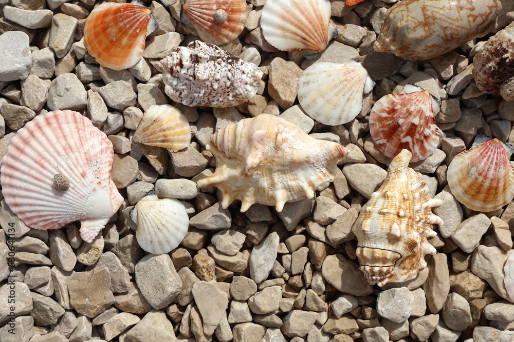 Seashells are scattered on the rocky beach Seashells are scattered on the rocky beach