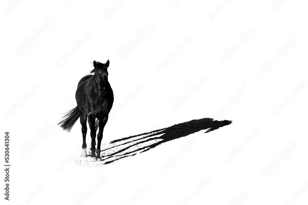 Fototapeta premium Lonely wandering fine art horse with white copy space background