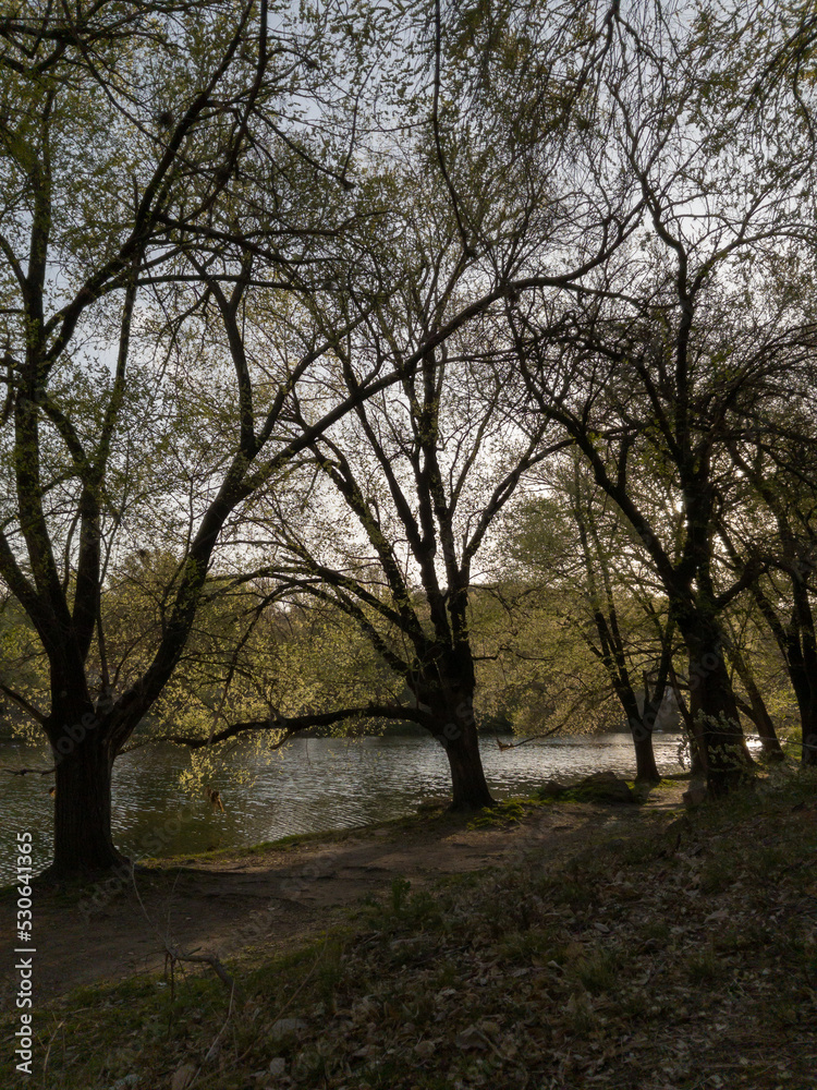 Bosque lúgubre a orillas del río. Paisaje de otoño triste y negro