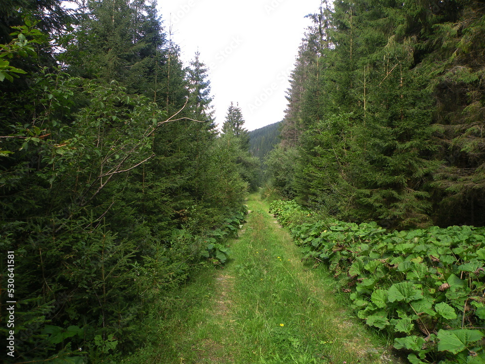 Old road in the middle of the forest