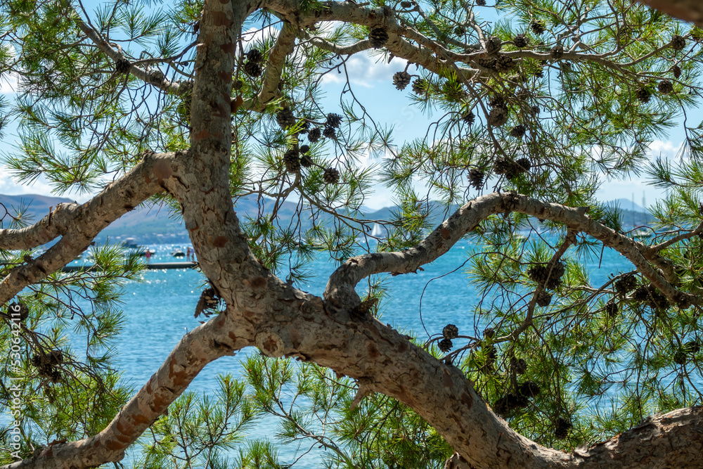 View of the Mediterranean Sea between the branches of a large pine tree View of the Mediterranean Sea between the branches of a large pine tree