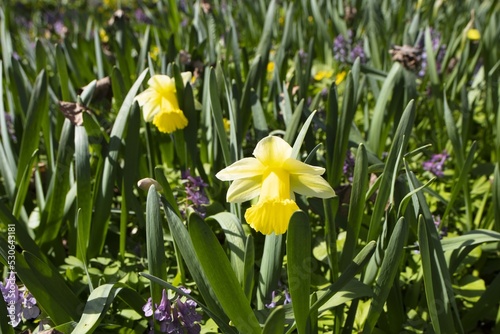 Yellow flower on background of stems and leaves of similar flowe