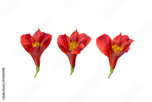 Red alstroemeria flower buds isolated on white background. Beautiful red blossom of peruvian lily.