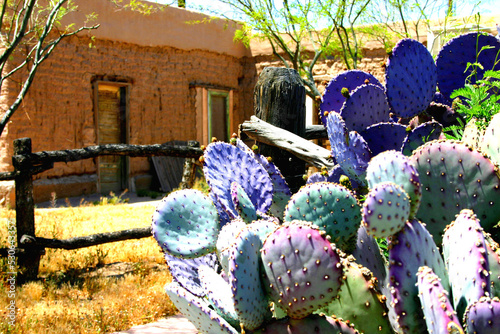 Blue cactus photo