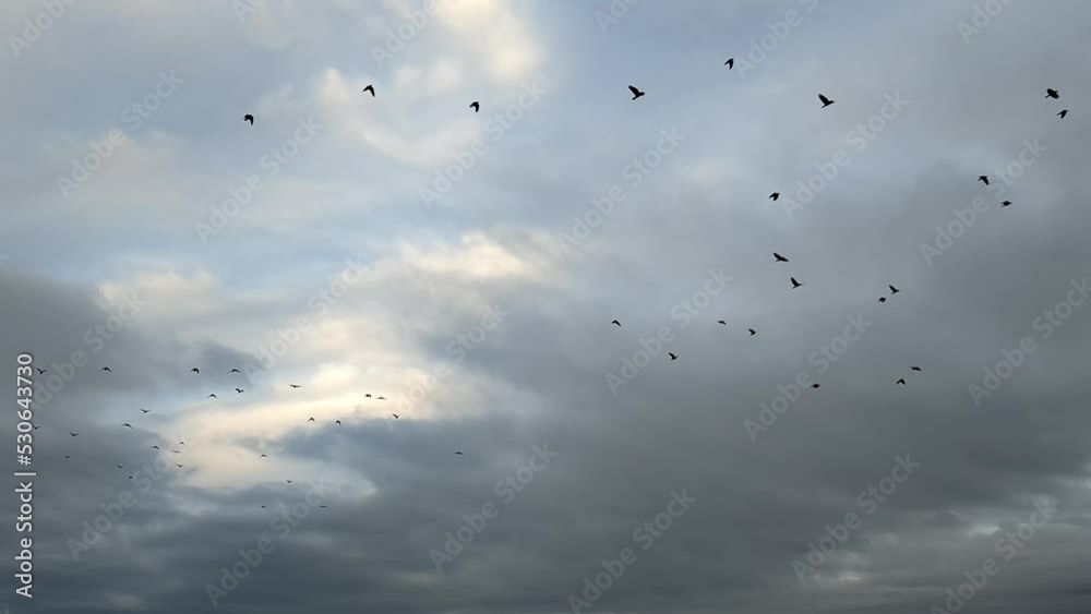 Large flock of black birds flying on cloudy sky. Nature background. Low angle view. 4 k video Large flock of black birds flying on cloudy sky. Nature background. Low angle view. 4 k video