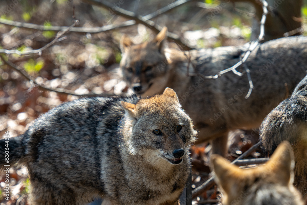 black backed jackal in the wild black backed jackal in the wild