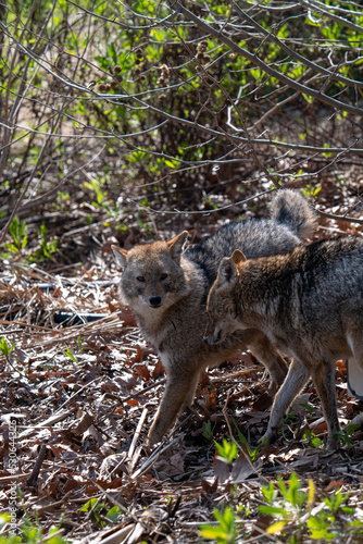 jackal in the woods