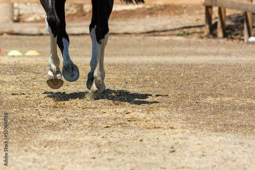 movement of the hooves that shake the ground at the equestrian school