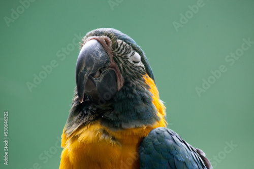 Macaw Parrot portrait photo