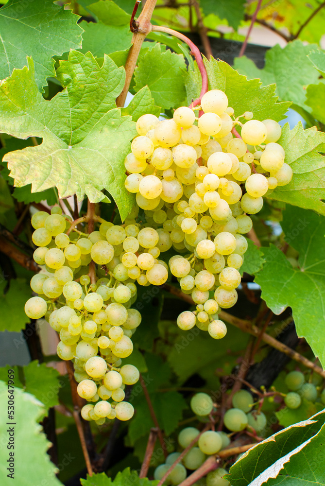 custom made wallpaper toronto digitalbeautiful ripe bunches of green grapes are hanging in the vineyard
