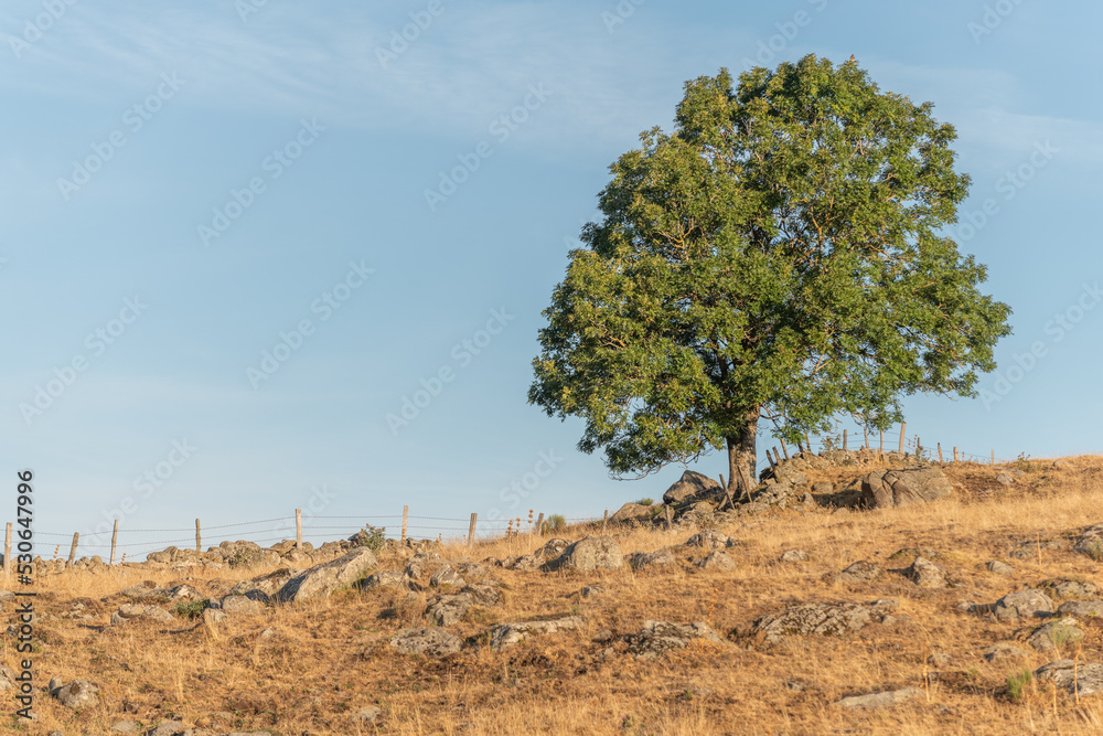 Obraz premium Large solitary tree on Aubrac plateau in summer.