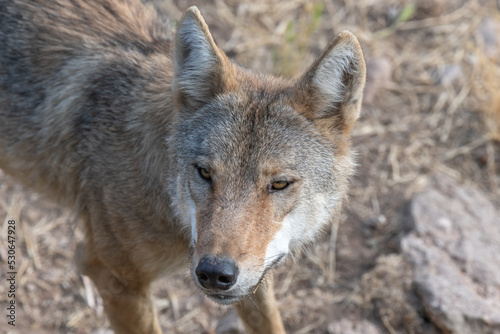 Mongolian wolf (Canis lupus chanco) in Gevaudan Park. © bios48